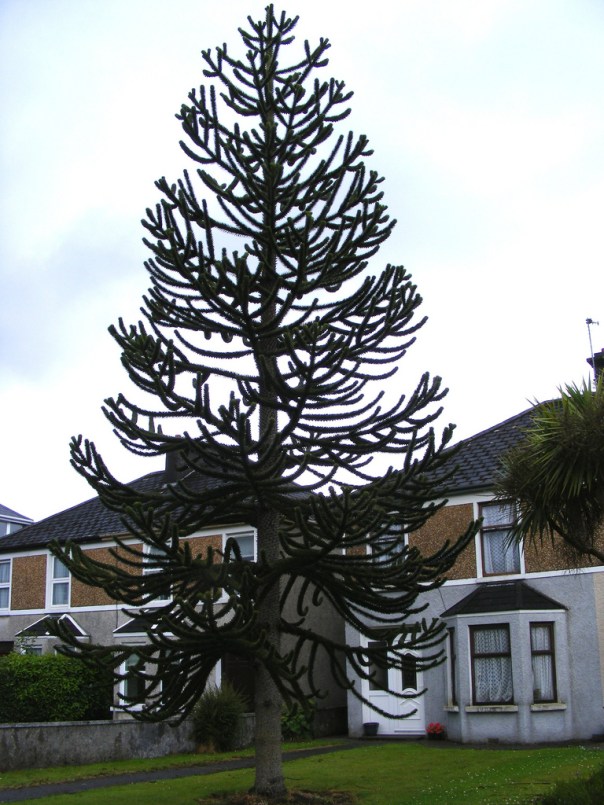 Monkey puzzle tree in Ireland