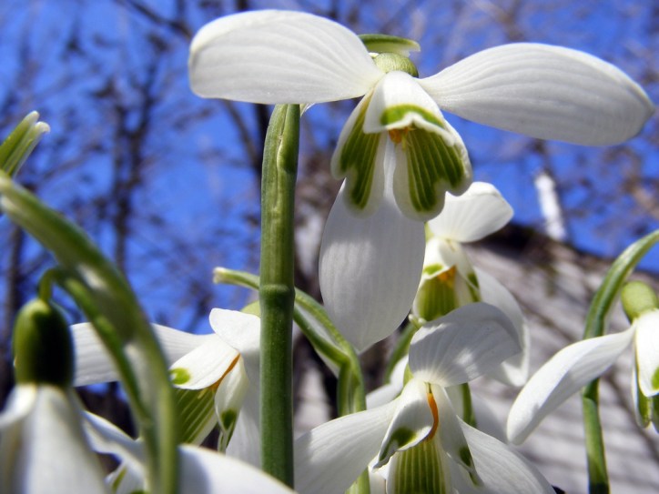 Worm's eye-view of a snowdrop