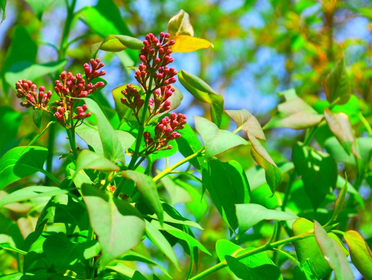 lilacs