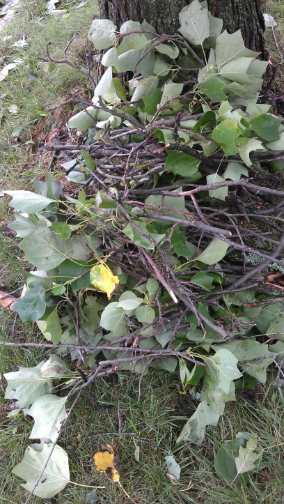 Seven, eight -- Lay them straight