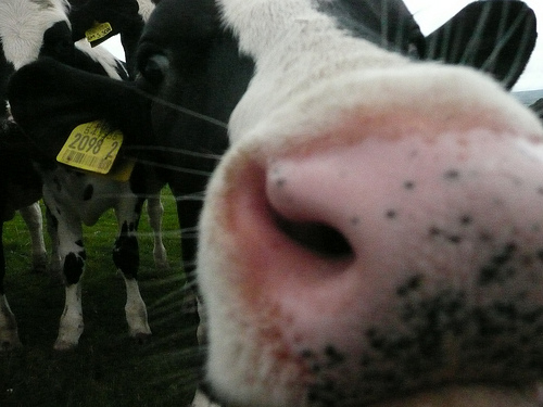 Closeup photo of a cow nose.