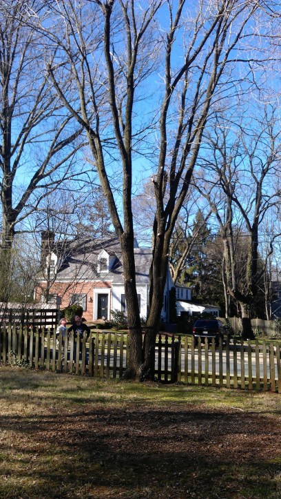 Siberian Elm tree today