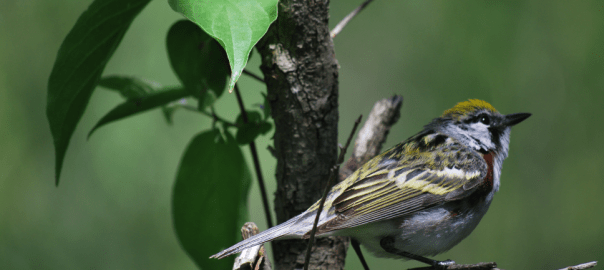 Chestnut Sided Warbler