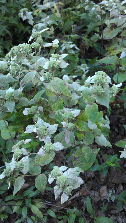 mountain mint