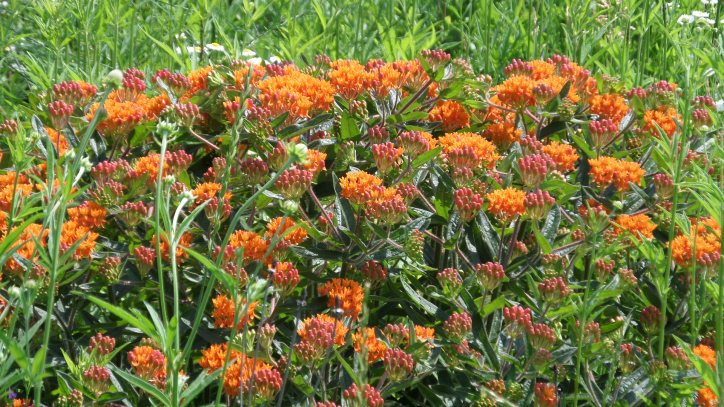 orange flowers, possibly sedum