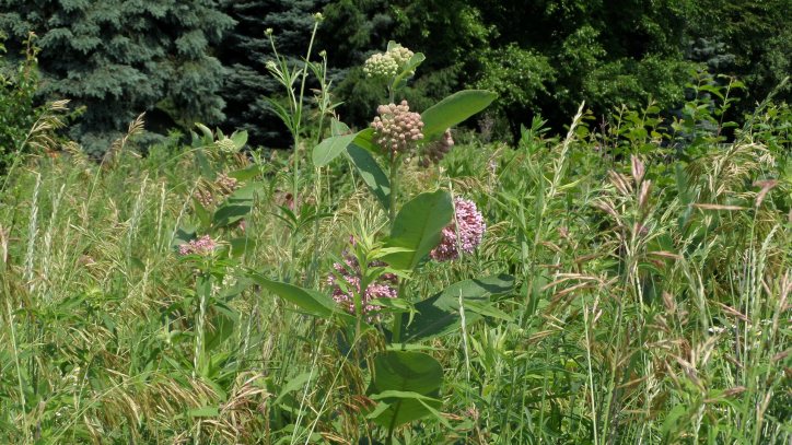 milkweed