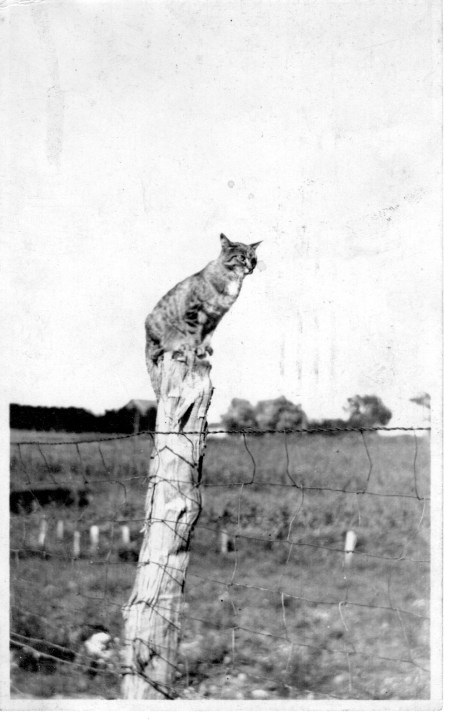 Photo of a cat sitting on a fence post.