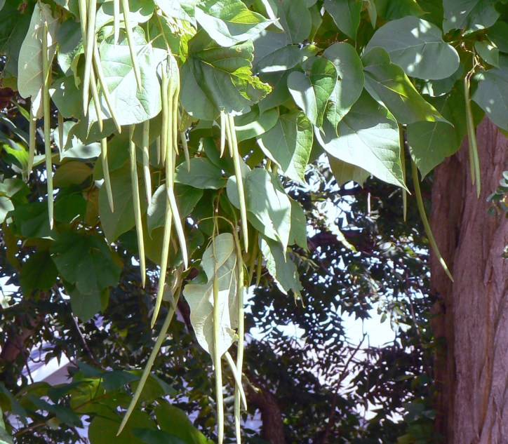 Catalpa in late summer showing the beanpods