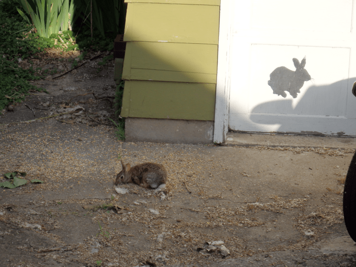 Decendent of the rabbits I watched as a child near the rabbit Jeremy painted on the garage door