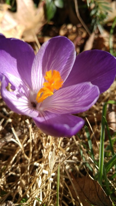 Dark purple crocus in the front yard