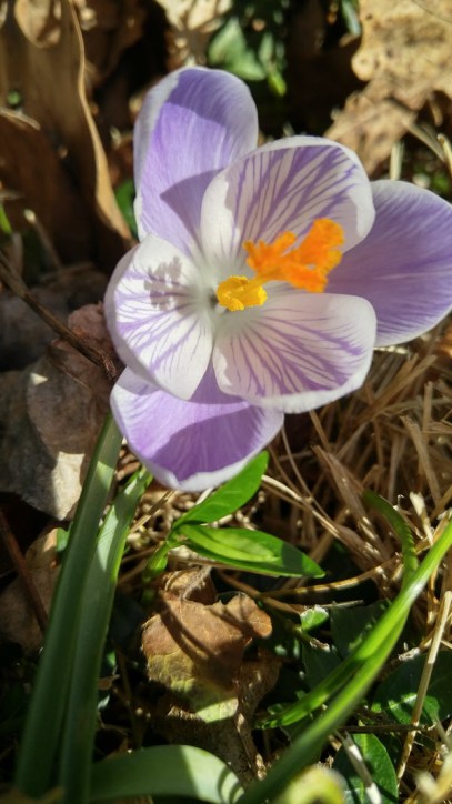 light purple crocus in the front yard