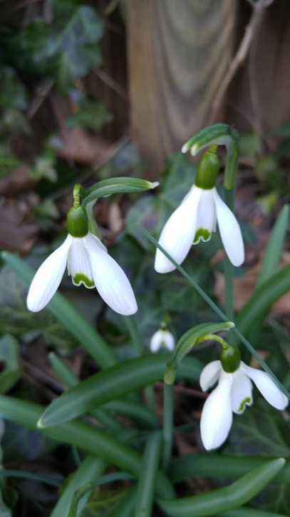 Snowdrops in the back yard