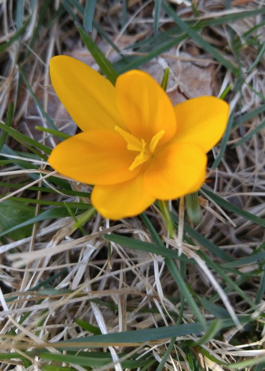 Yellow crocus in the front yard