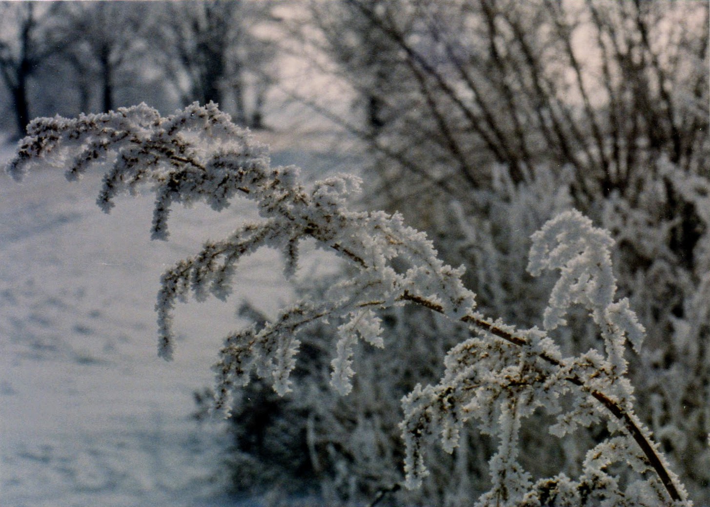 Hoar Frost 1988