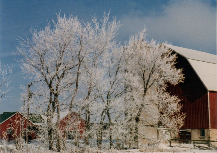 Hoar Frost 1988