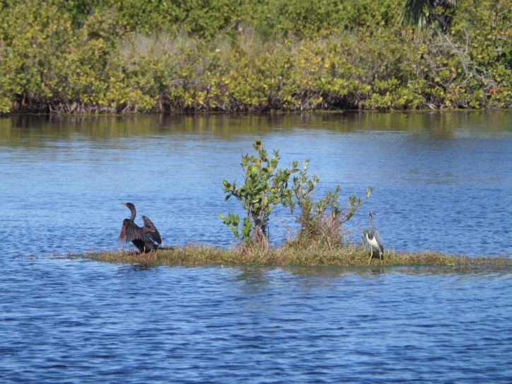 Cormorant and Heron