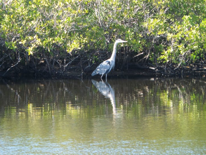 Great Blue Heron