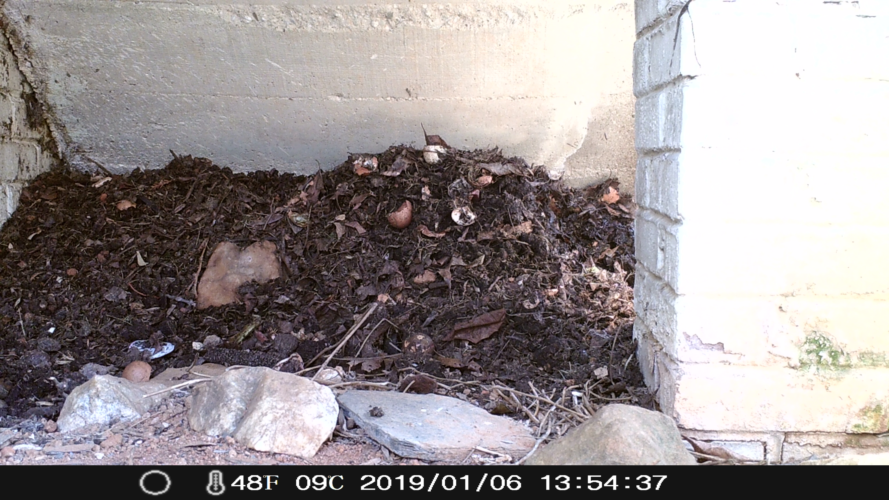 a tidy nest made of compost