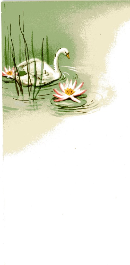 A swan on a pond surrounded by lily pads and reeds
